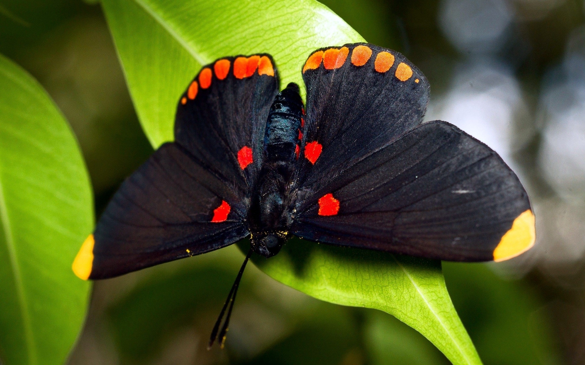 Бесплатное фото Черная бабочка на зеленых листиках