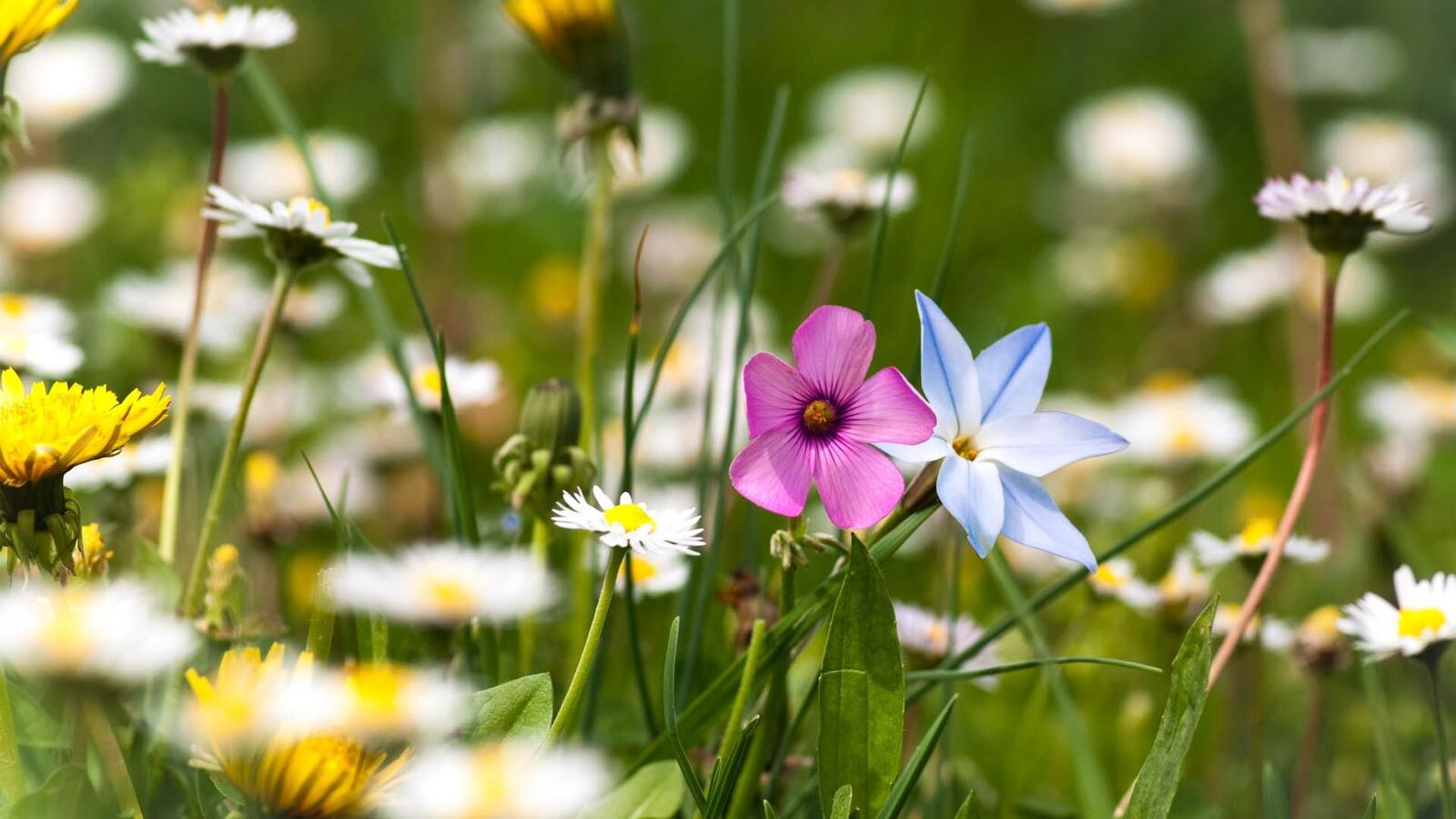 Бесплатное фото Летняя полянка с маленькими цветочками