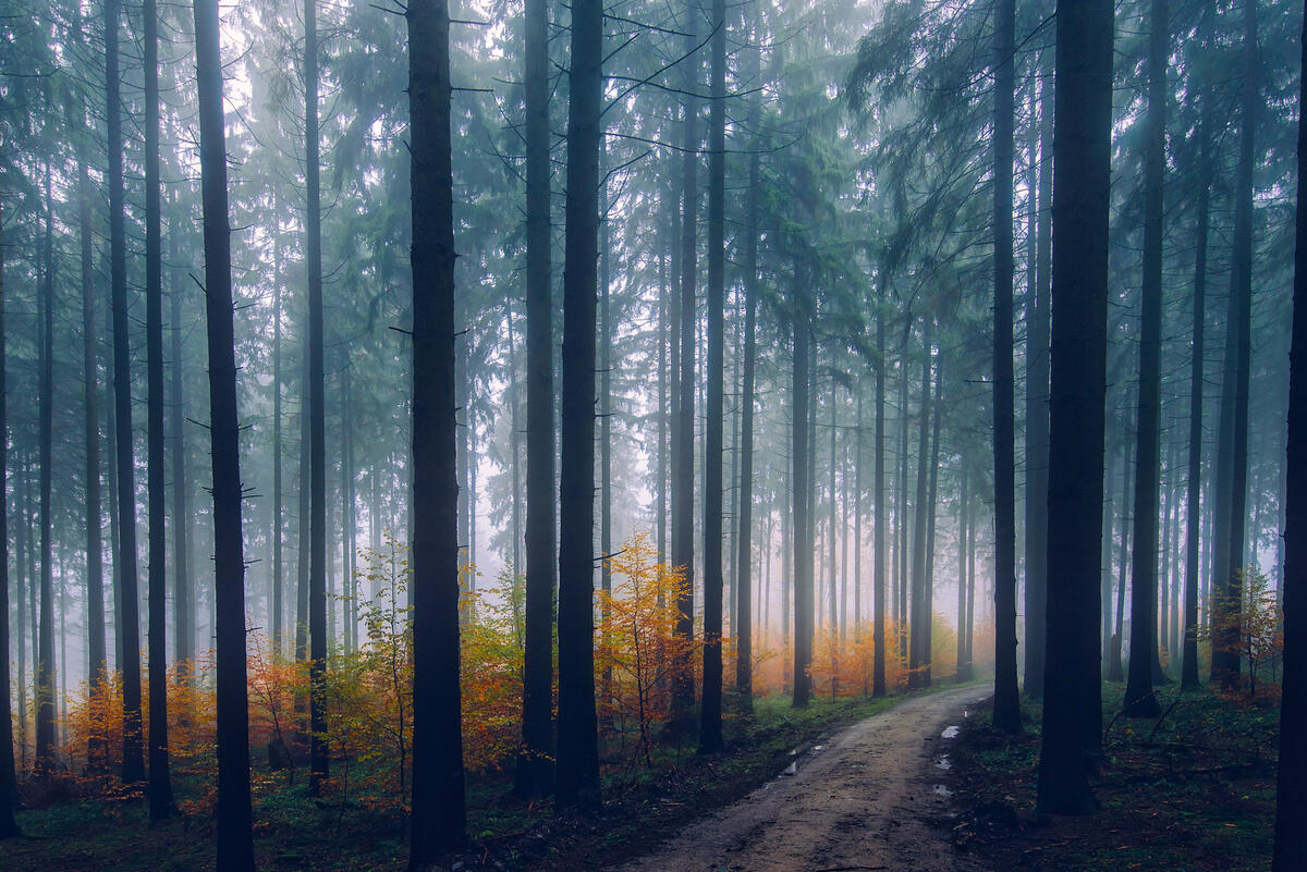 松树林中的雾