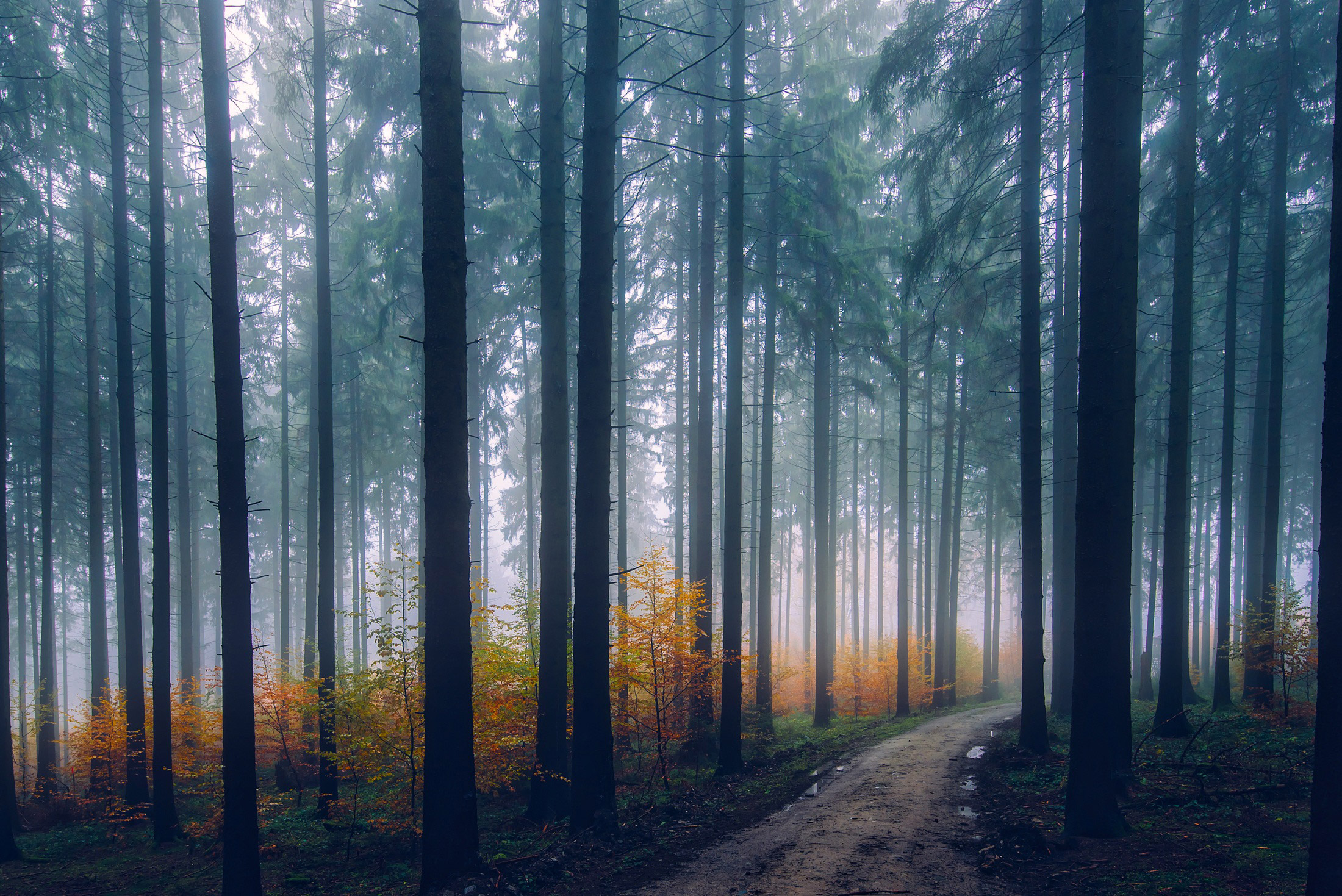 免费照片松树林中的雾
