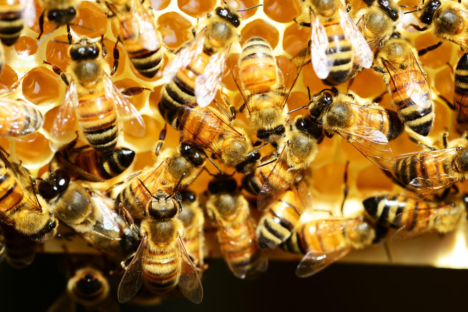 Free photo Wasps pack honey in their honeycomb