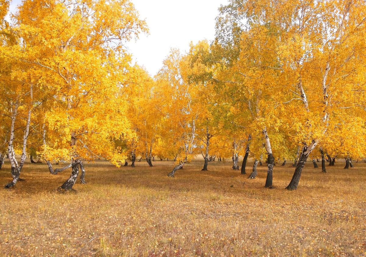 Autumn birch grove during leaf fall
