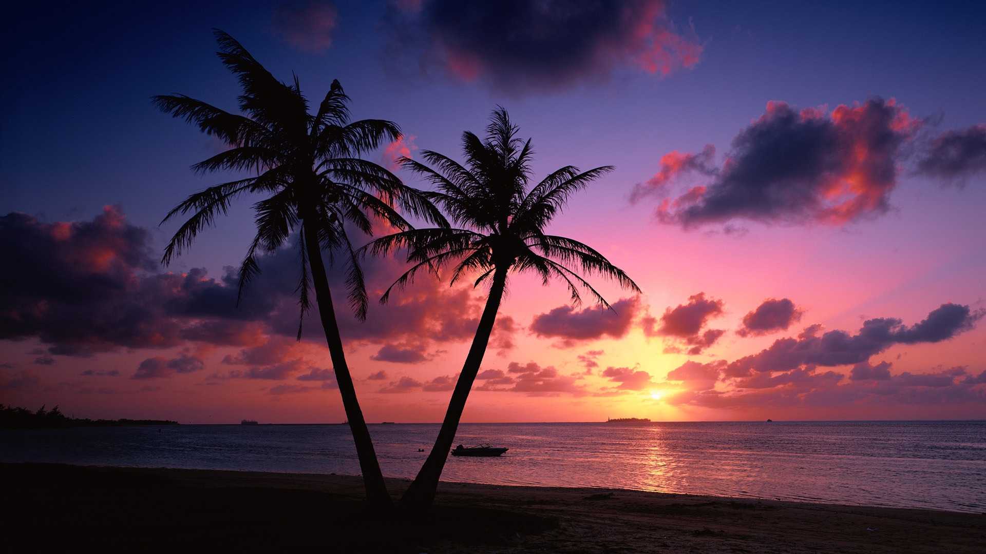 傍晚大海背景下的棕榈树剪影