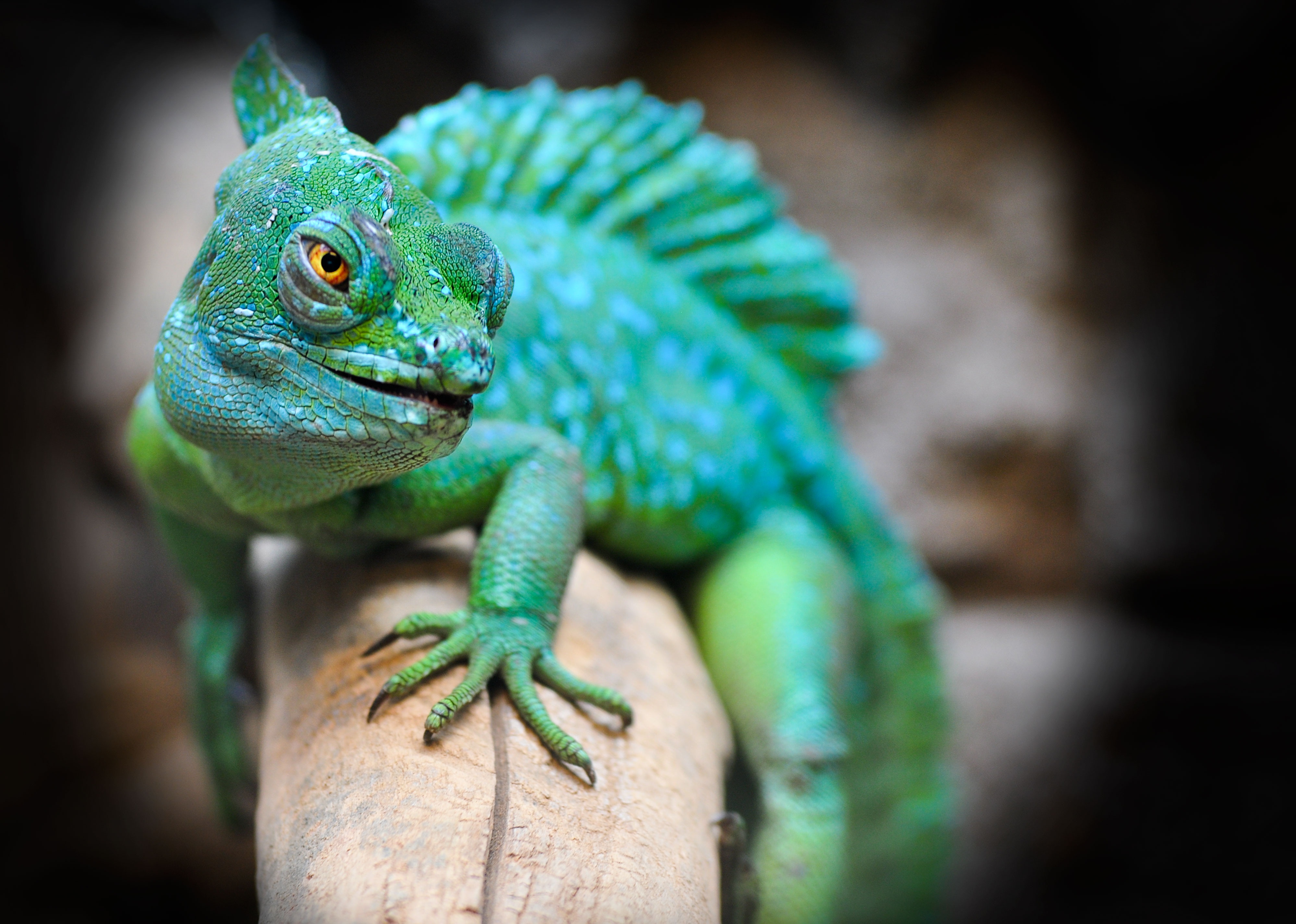 Wallpapers zoo green reptile on the desktop