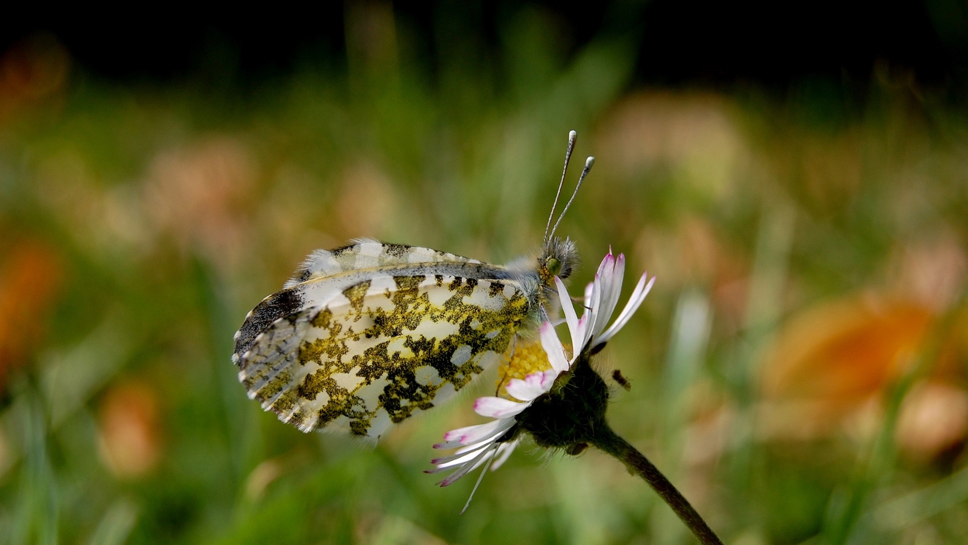 Бабочка с пятнистыми крыльями