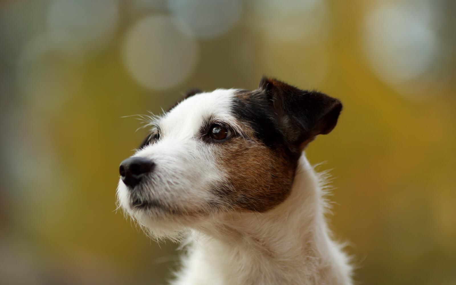 Free photo Jack Russell Terrier