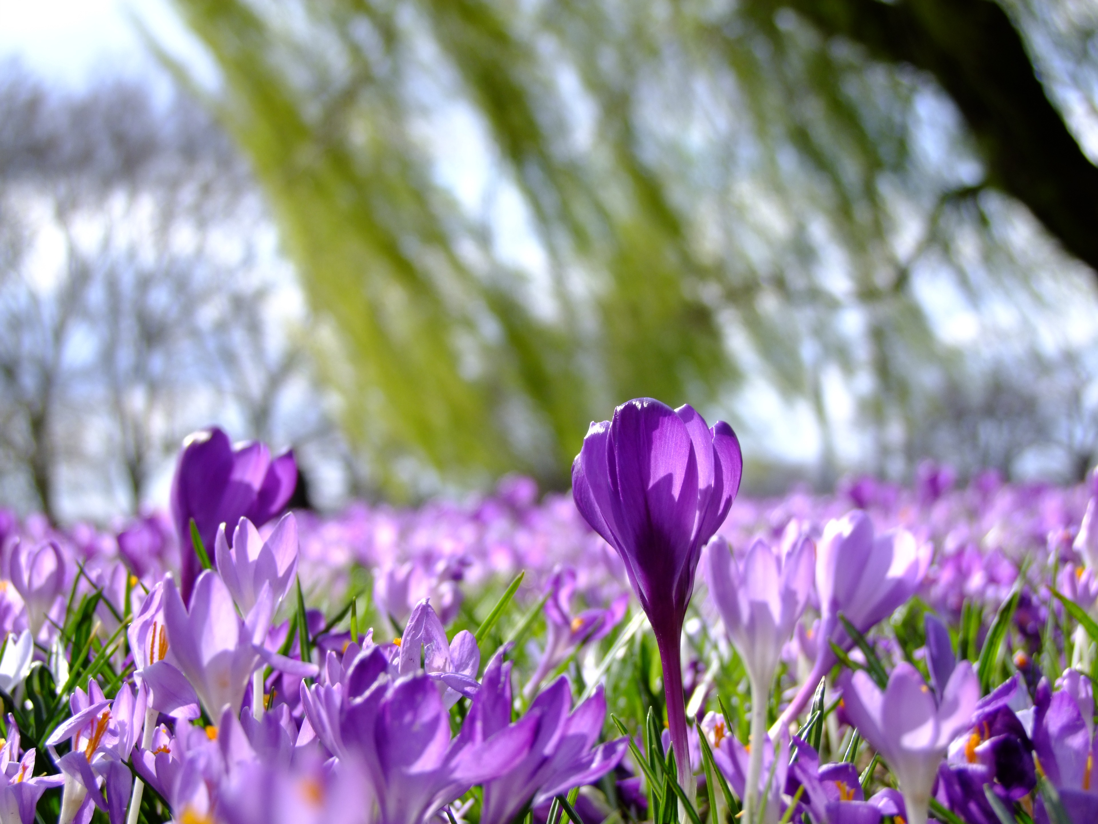 免费照片花朵呈亮紫色