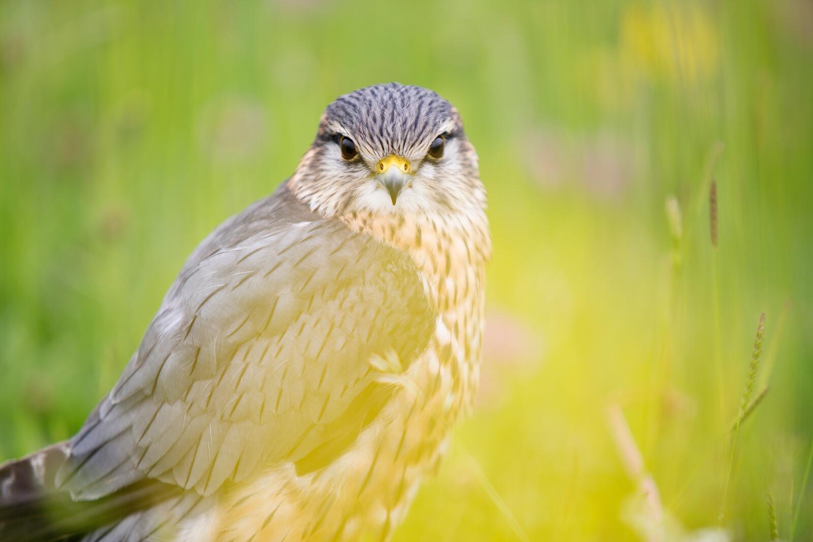 免费照片一只雀鸟坐在草丛中