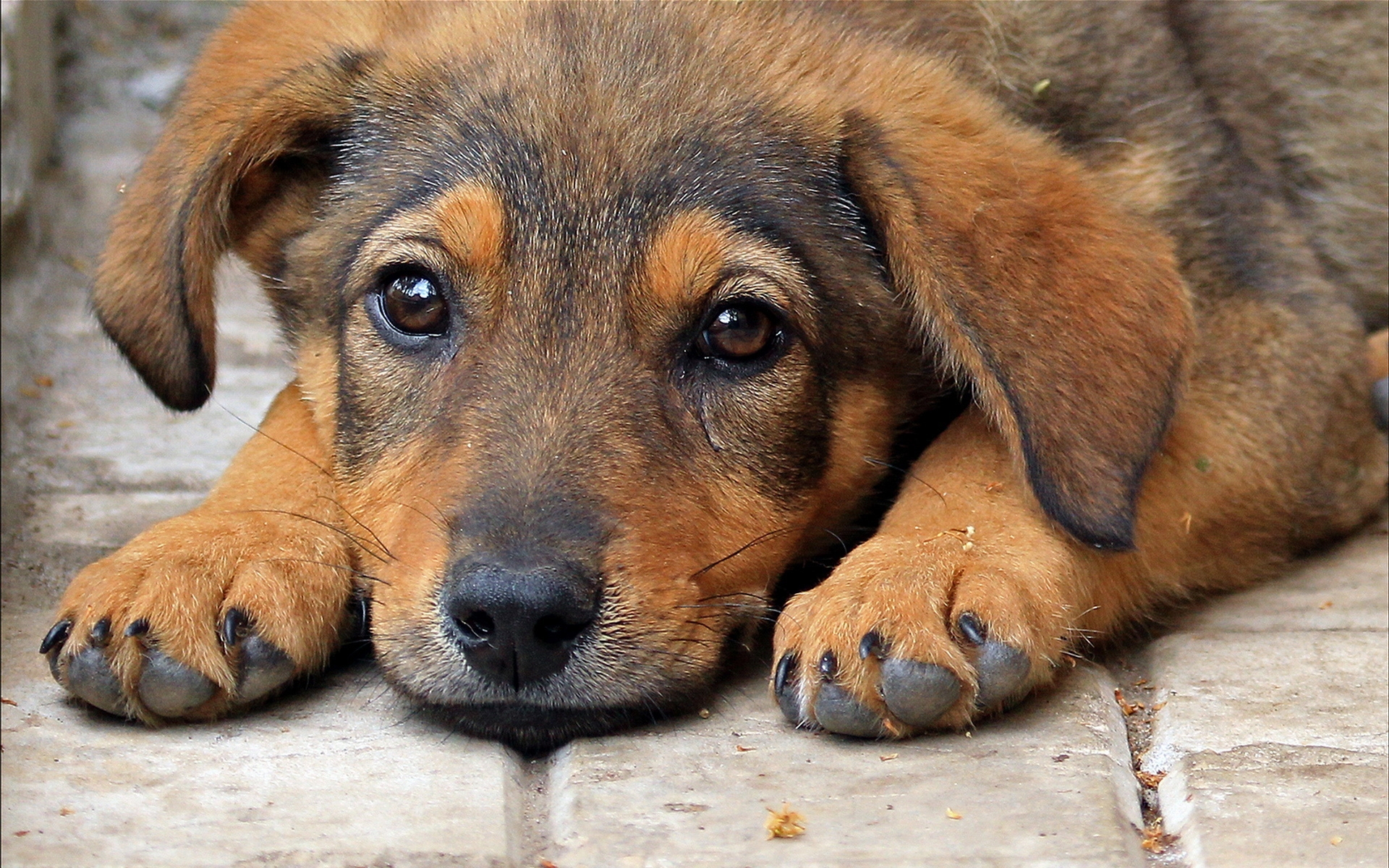 Wallpapers puppy soft paws sad eyes on the desktop