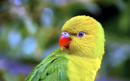 Попугай девочка желтого цвета смотрит одним глазом