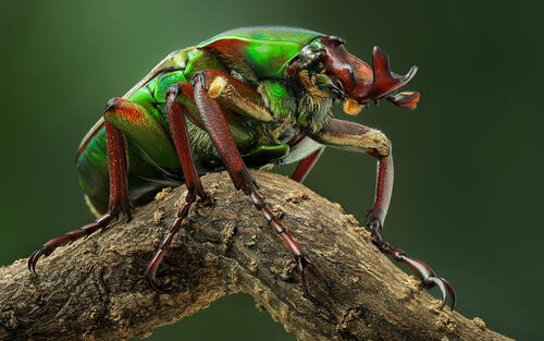 Close-up of a green beetle
