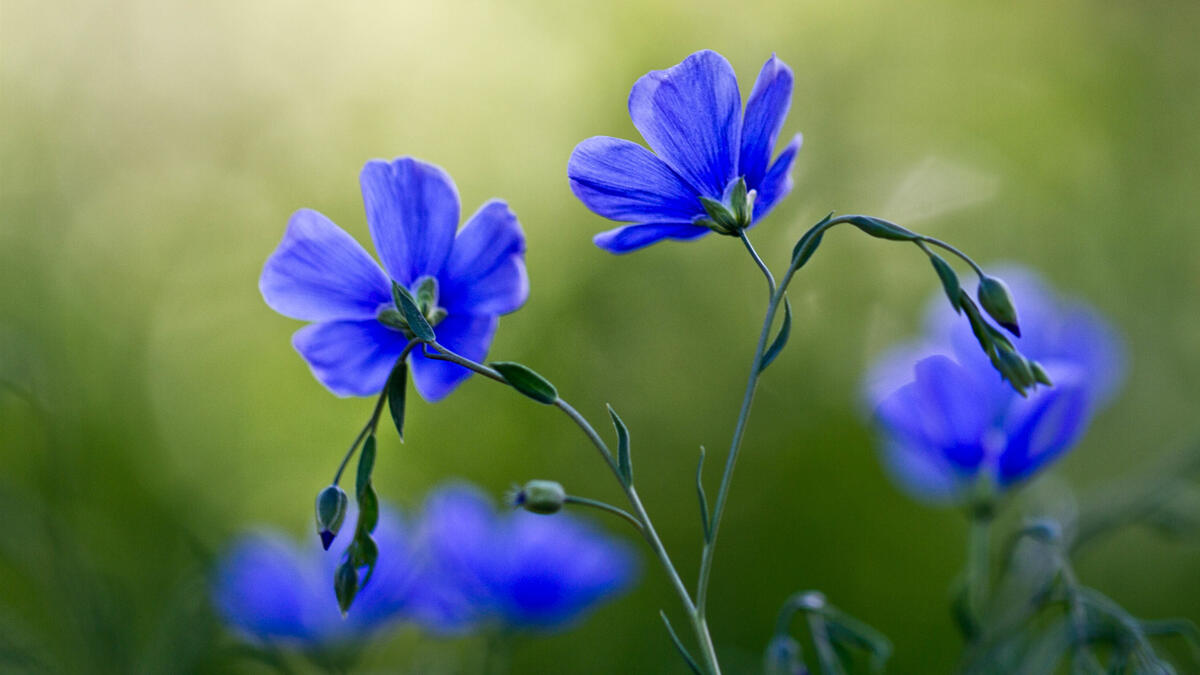 Purple flowers on a blurred background