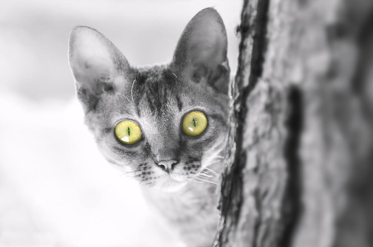 Удивленный кот выглядывает из-за дерева