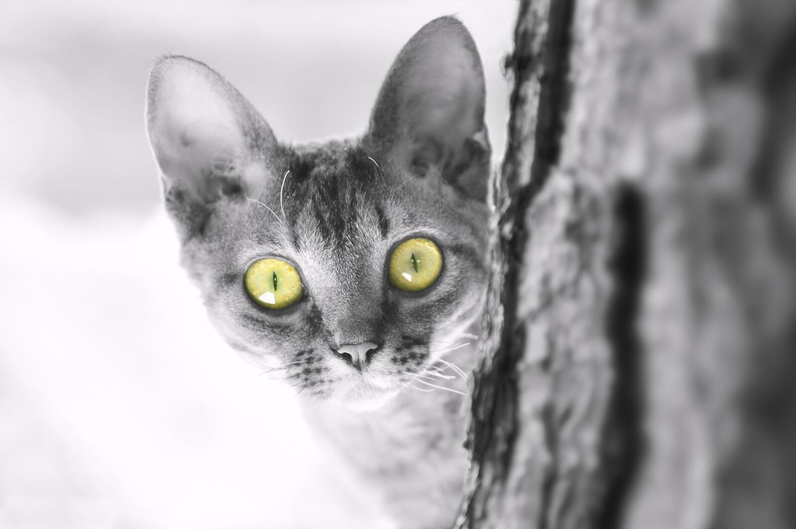 Free photo A surprised cat looks out from behind a tree