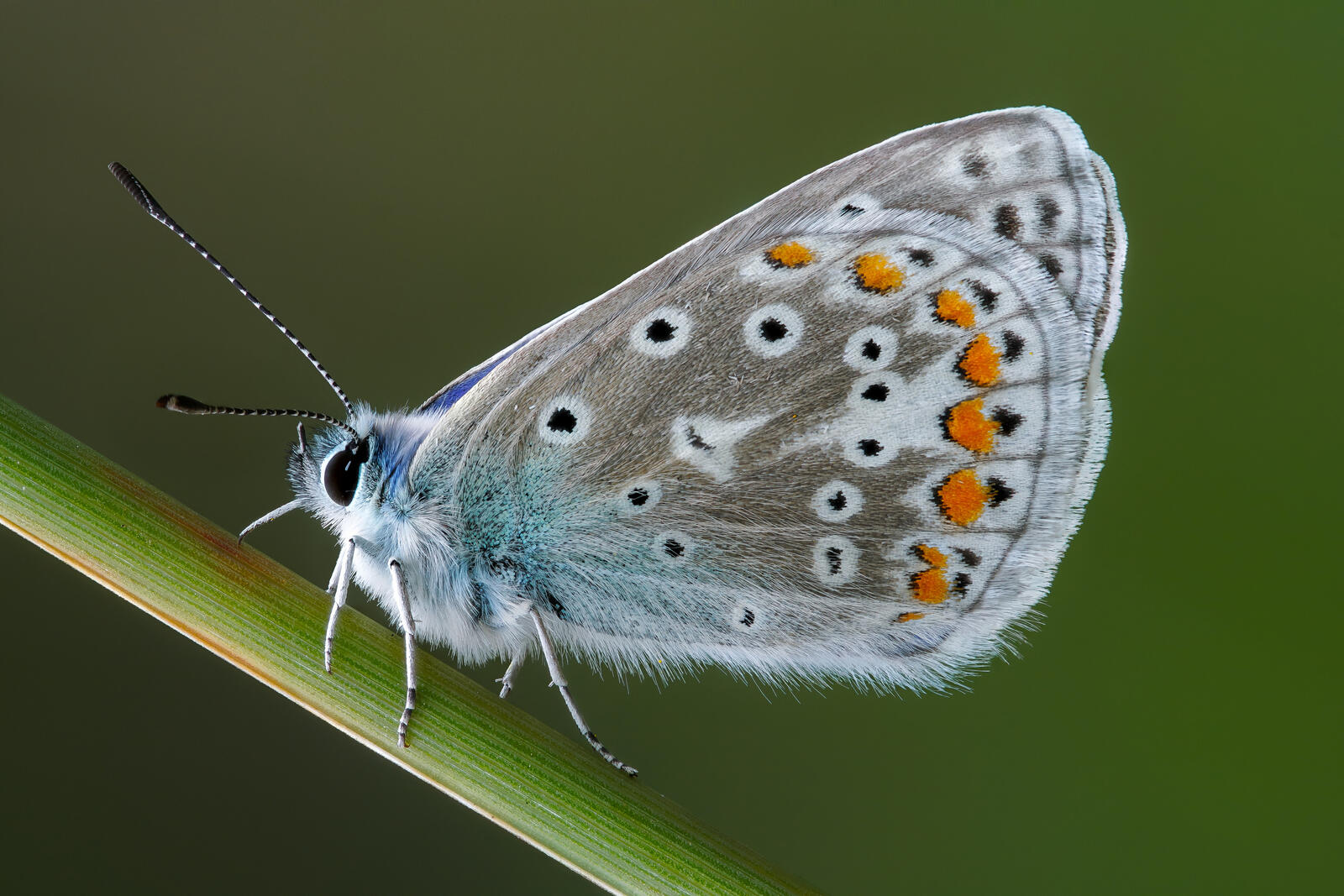 免费照片一只美丽蓬松的蝴蝶