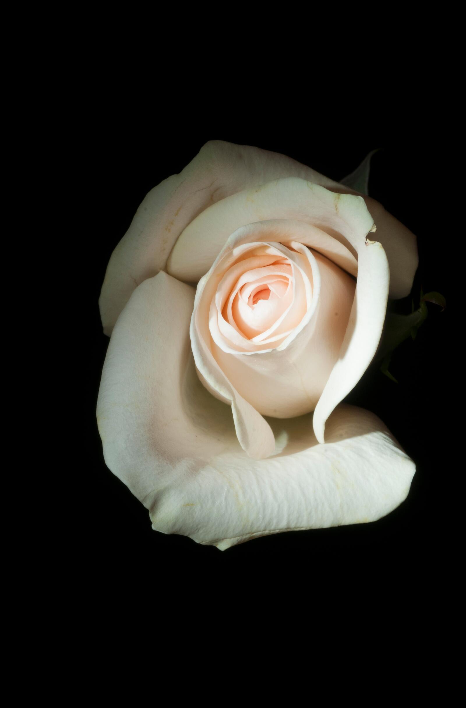 Бесплатное фото Бутон белой розы на черном фоне