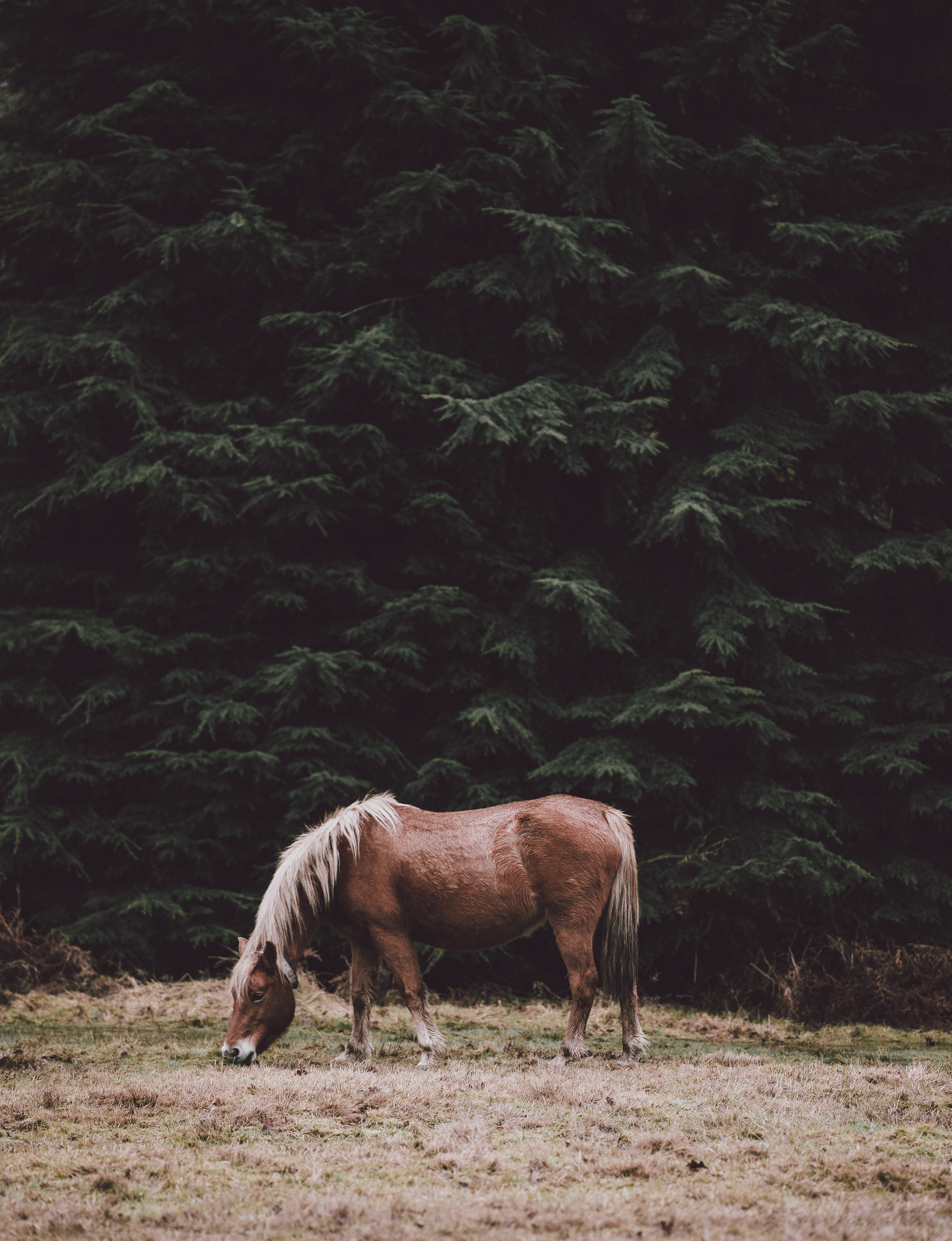 Бесплатное фото Лошадь пасется на лугу