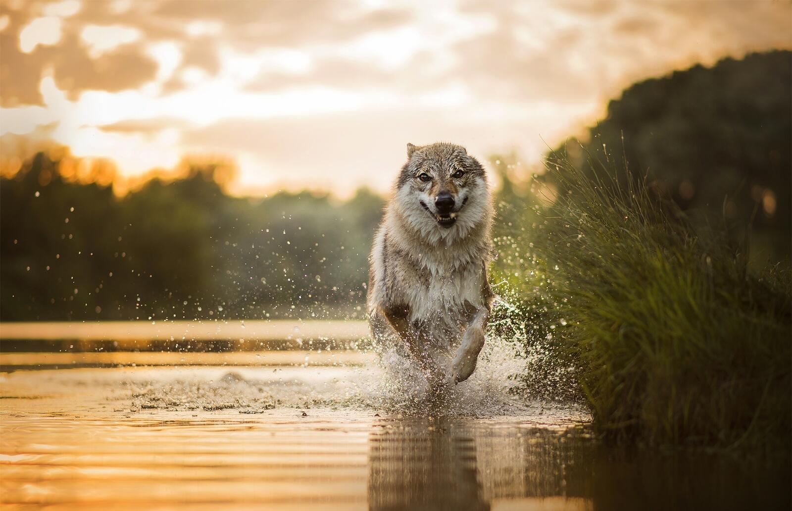 Free photo A wolf running through the water