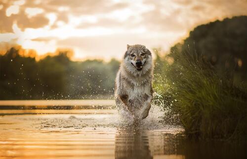 A wolf running through the water