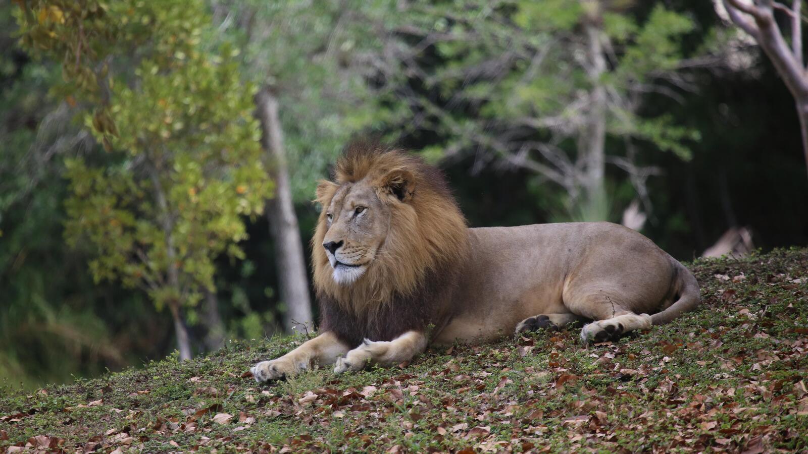 Бесплатное фото Король лев лежит на опавших листьях
