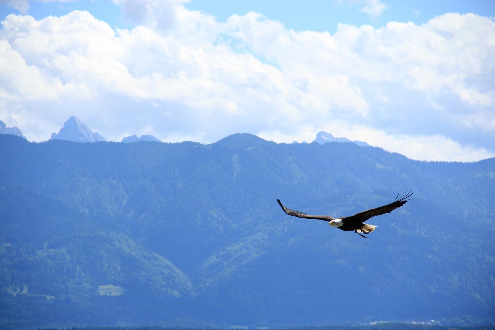 Бесплатное фото Орёл парит над вершинами гор