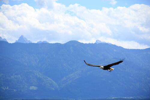 An eagle soars over the mountaintops