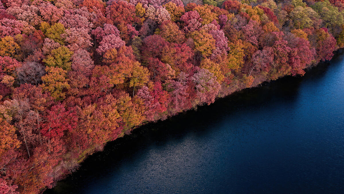 A dense autumn forest on the bank of the river