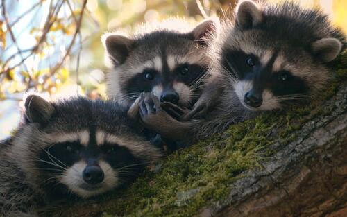 Funny raccoons on a tree branch