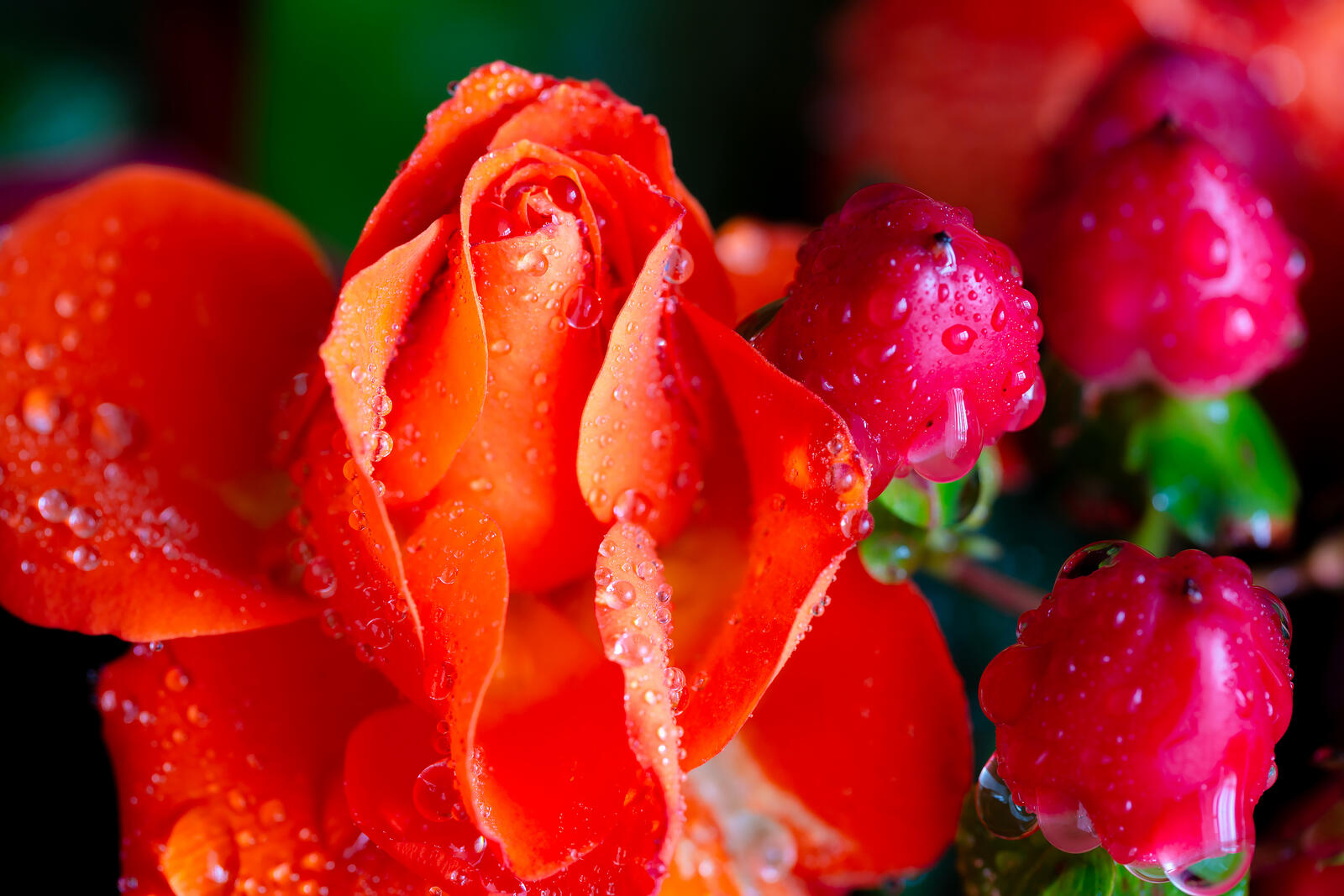 免费照片一滴水中的玫瑰花蕾