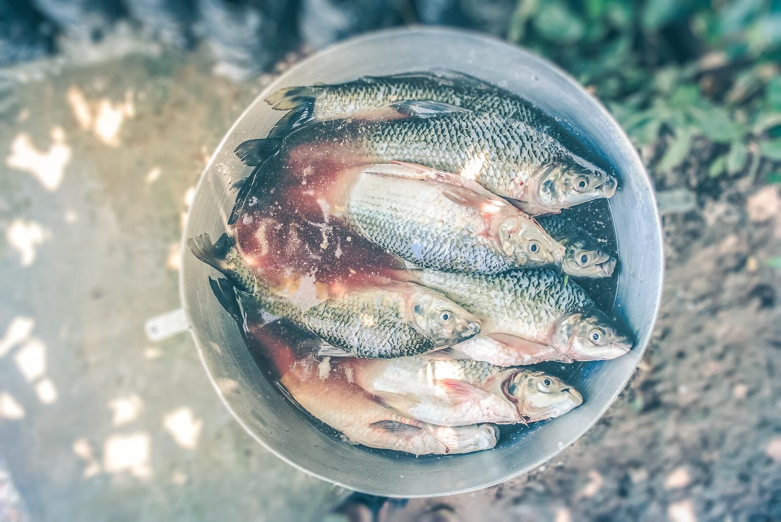 Бесплатное фото Ведро речной рыбы