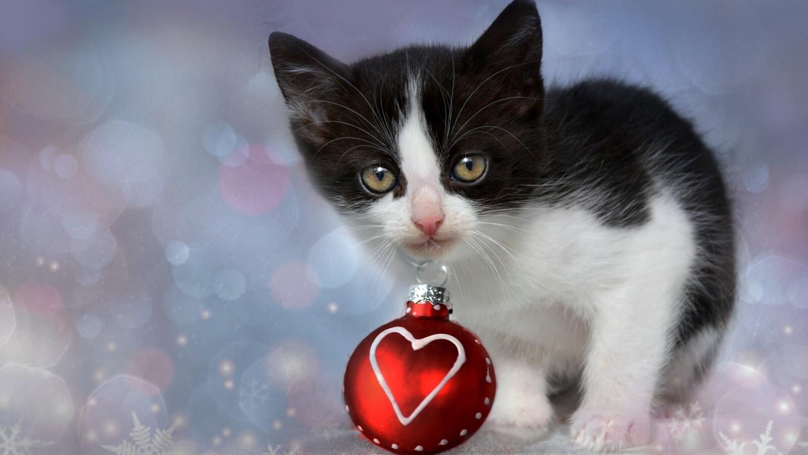 Free photo Kitten playing with a Christmas toy