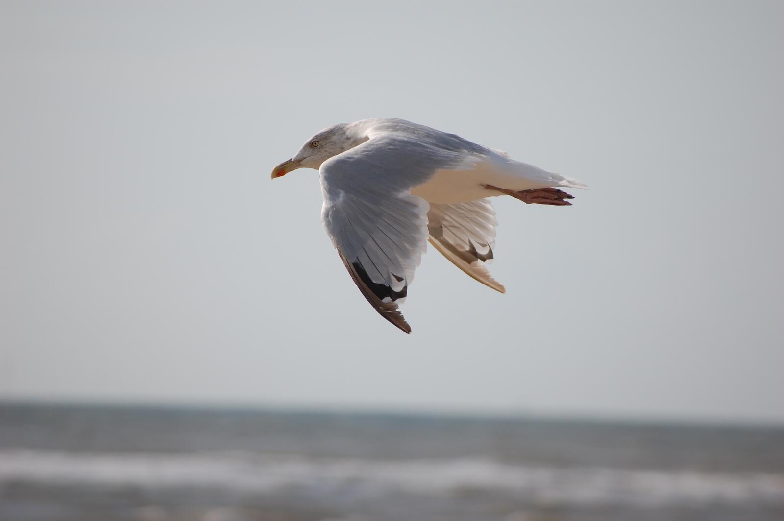 Free photo A seagull clenches its wings for comfortable flight against the wind
