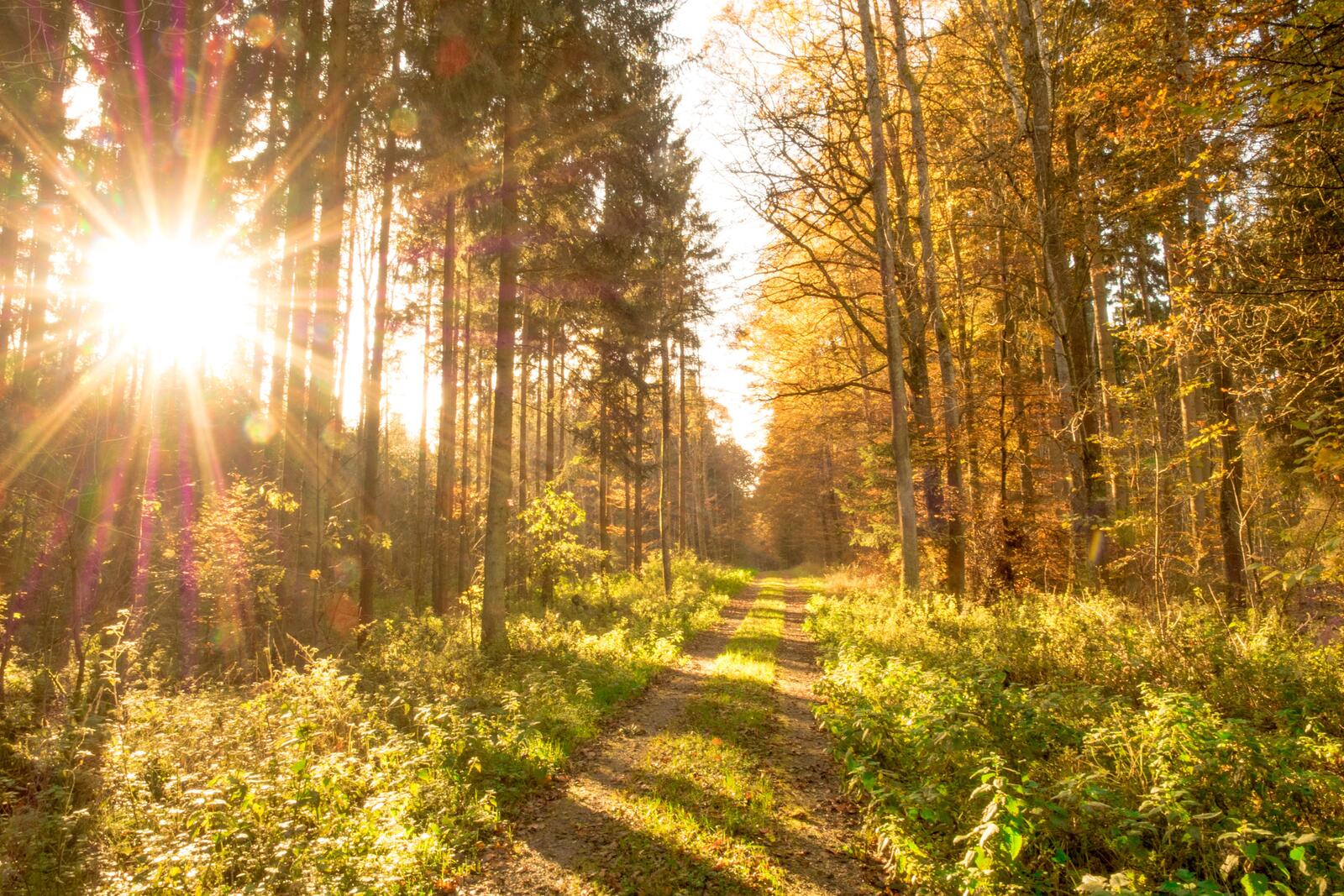 免费照片阳光灿烂的日子里的森林之路