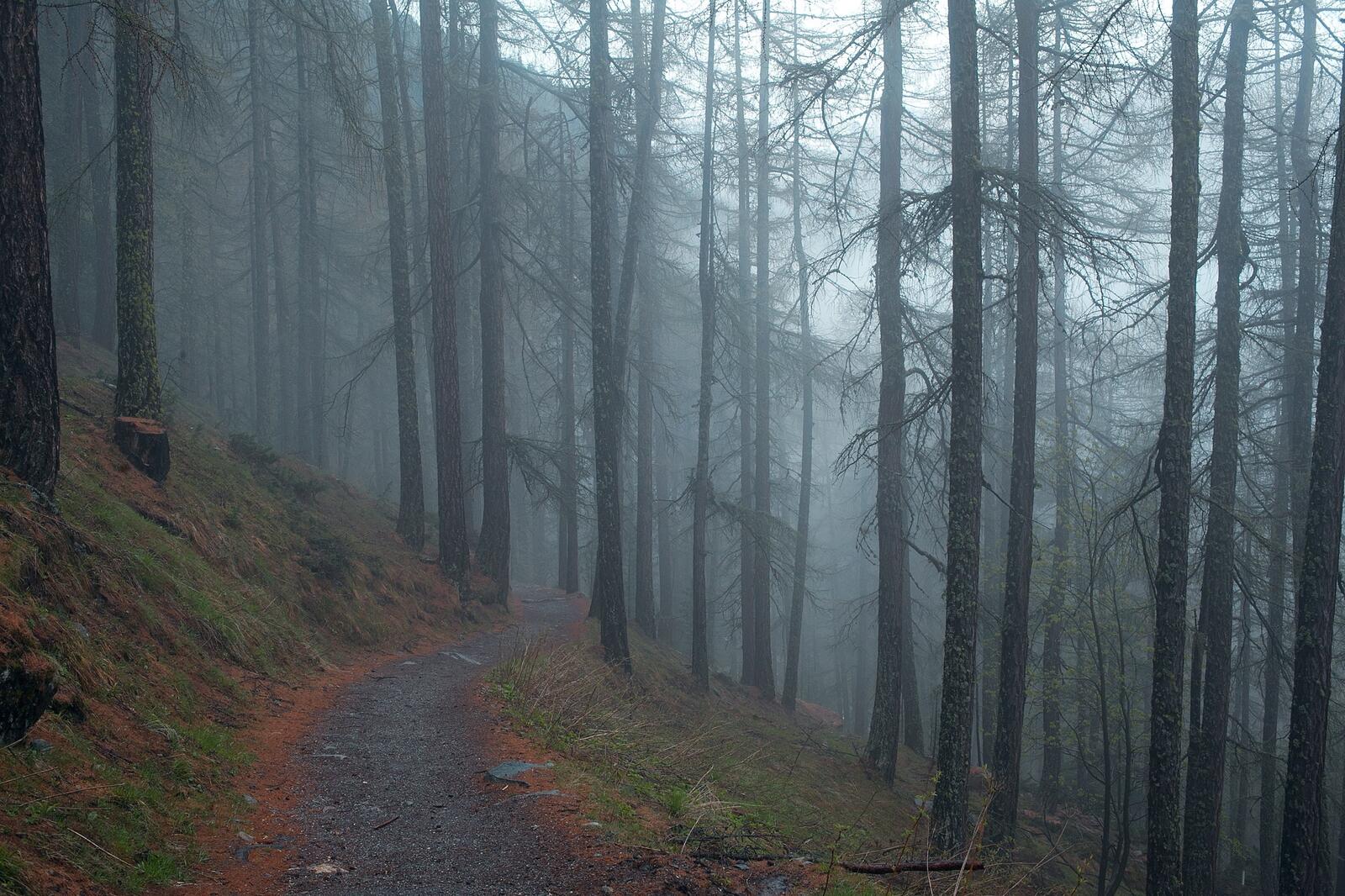 Free photo Fog in an autumn forest with a path
