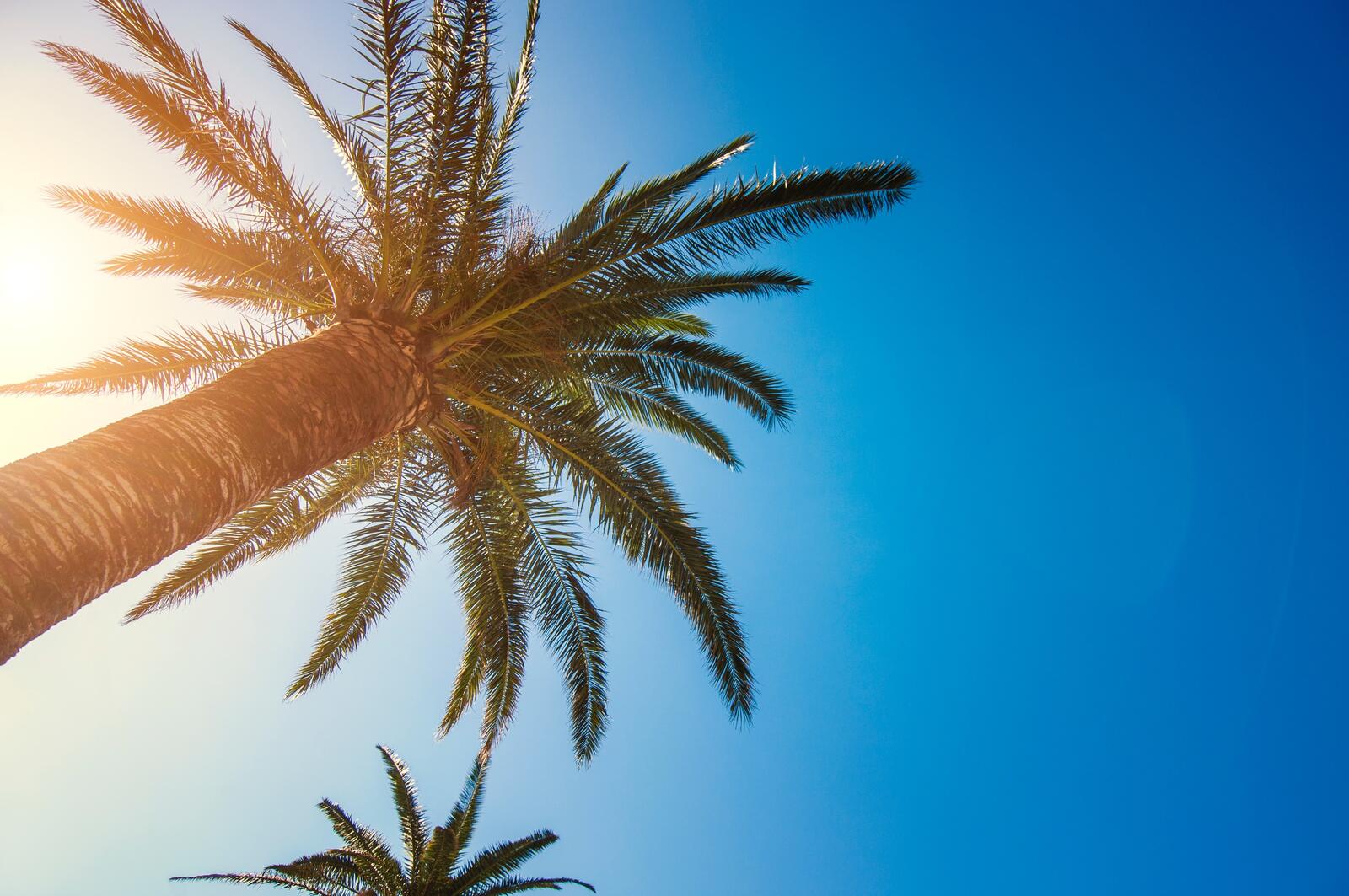 Бесплатное фото Ветви пальмы на фоне голубого неба