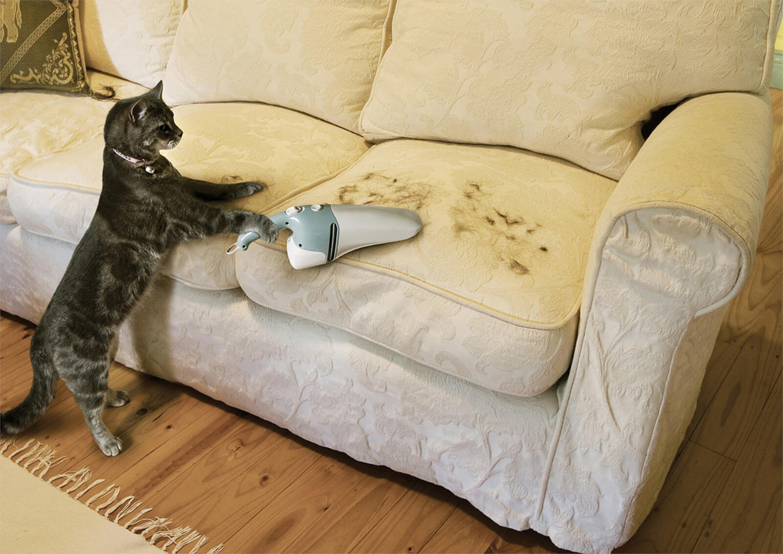 Wallpapers cat sofa vacuum cleaner on the desktop