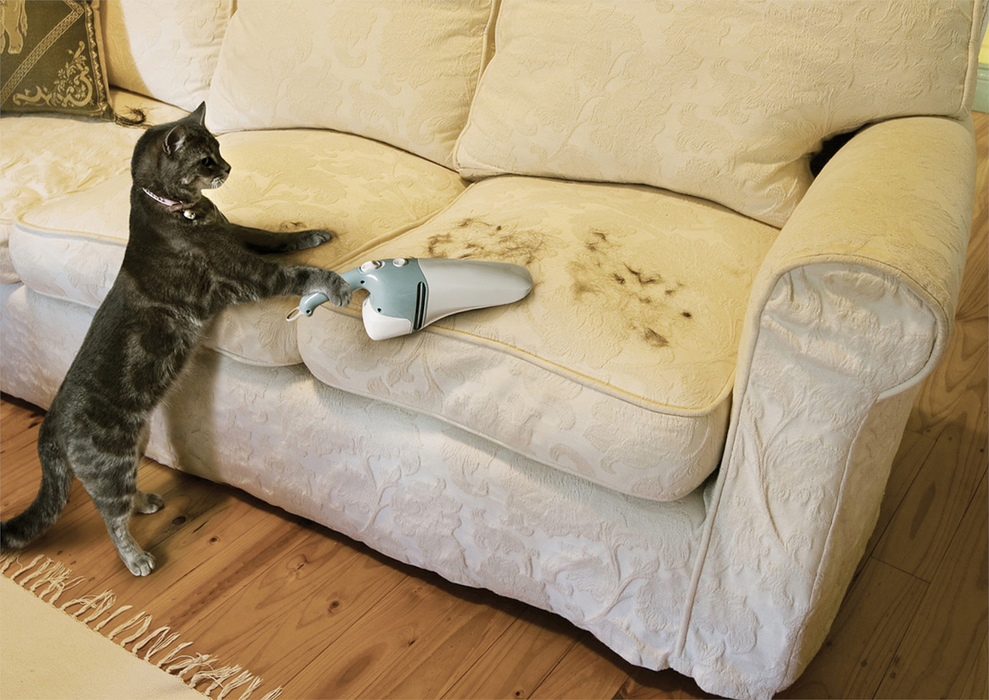 Фото бесплатно кот, диван, пылесос