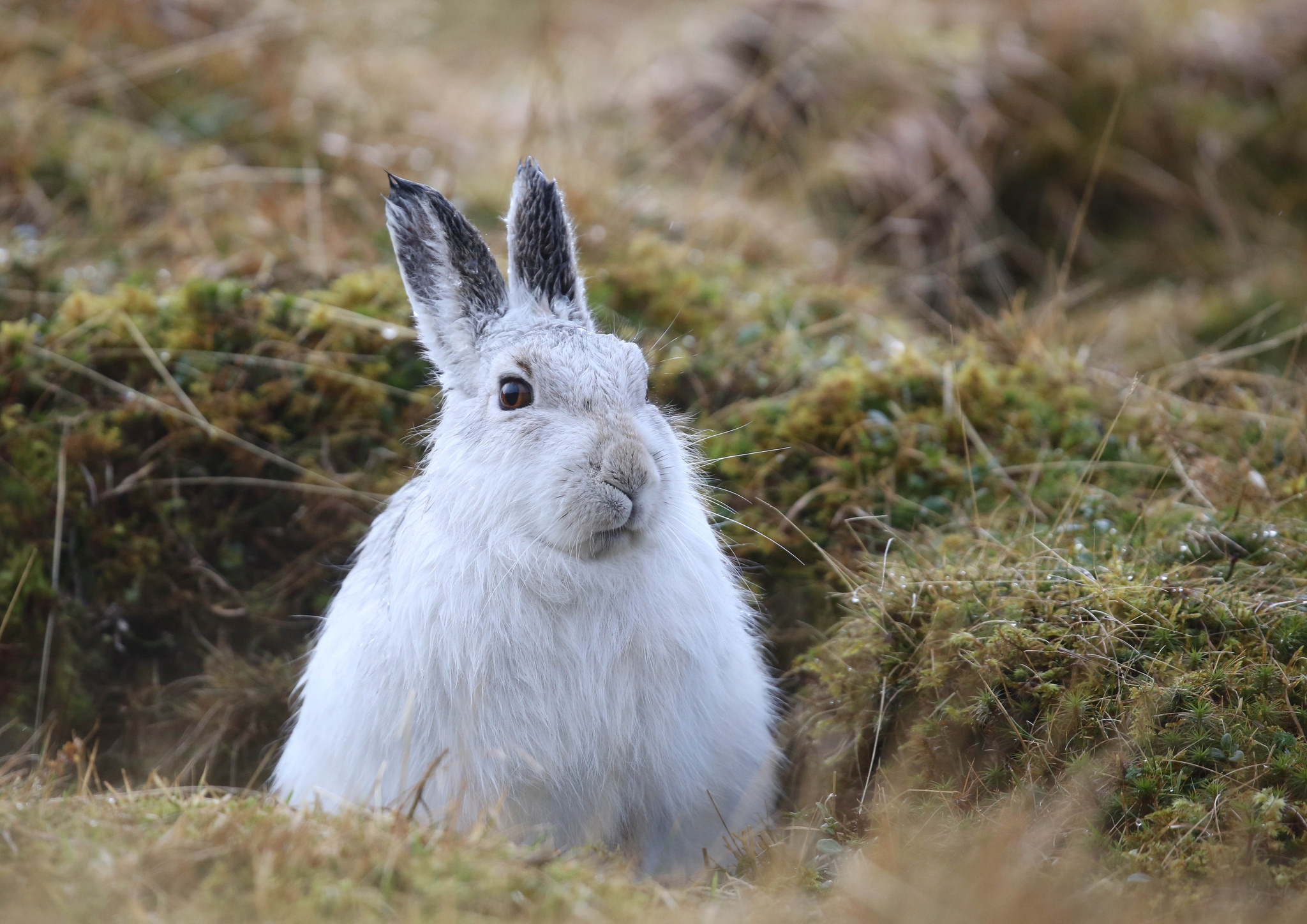 免费照片一只躲在洞里的白兔