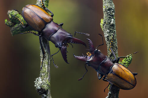 Two beetles fighting each other