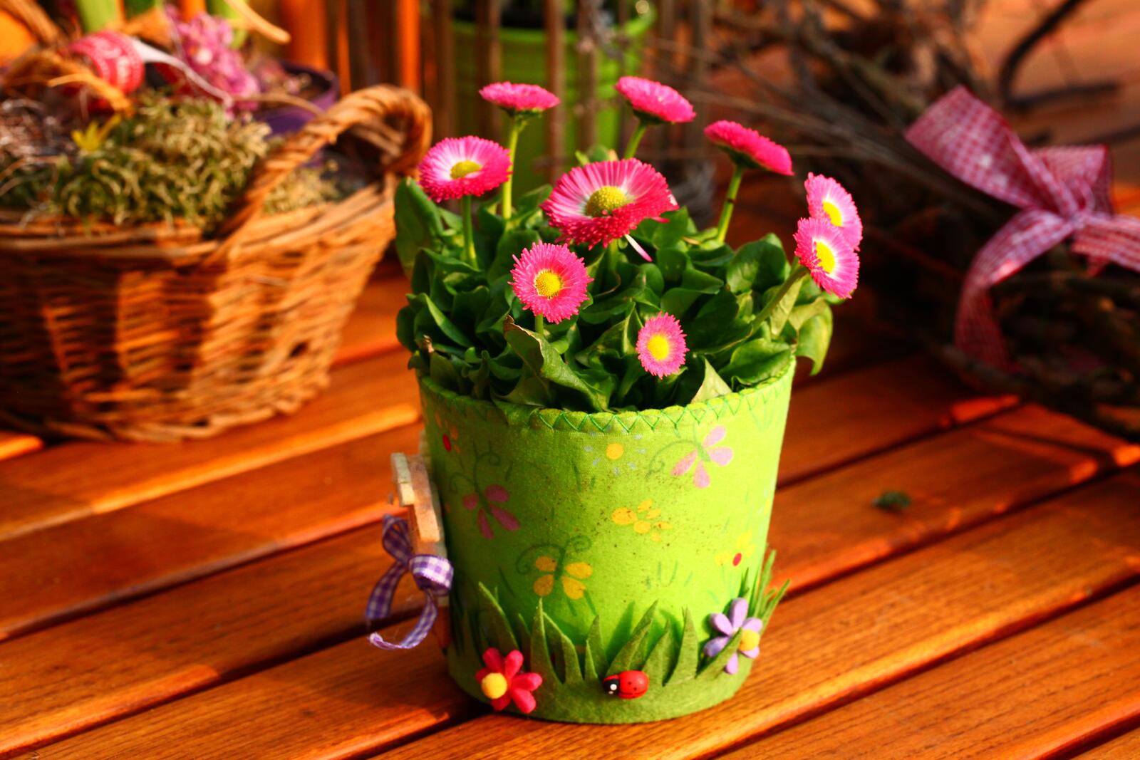 Free photo Pink potted flowers