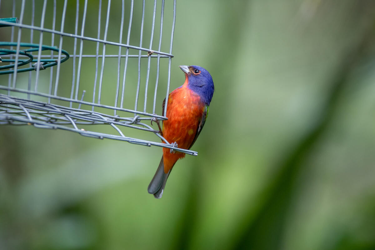 A bird with bright plumage sits by the cage