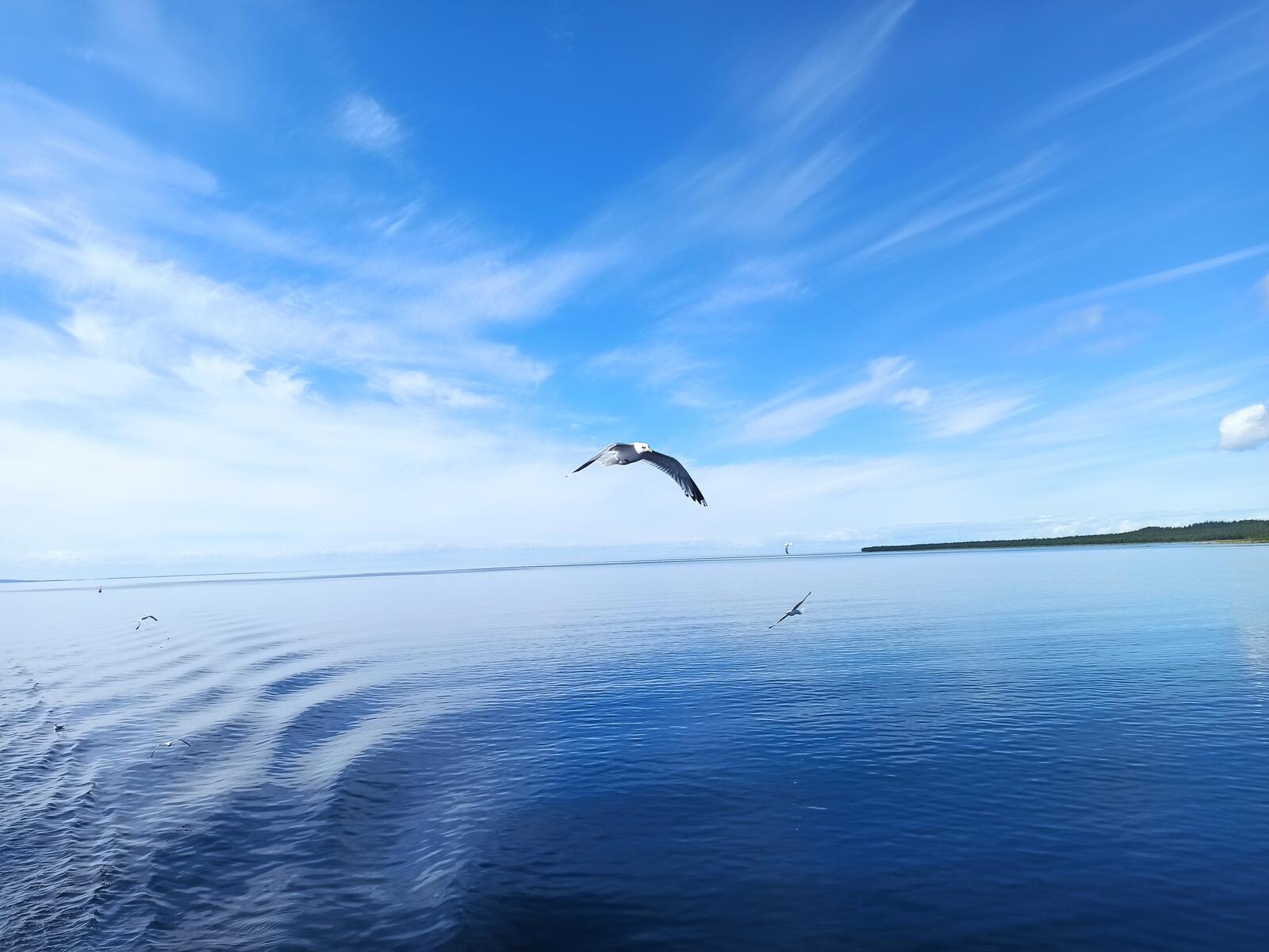 Free photo Seagulls flying over the sea