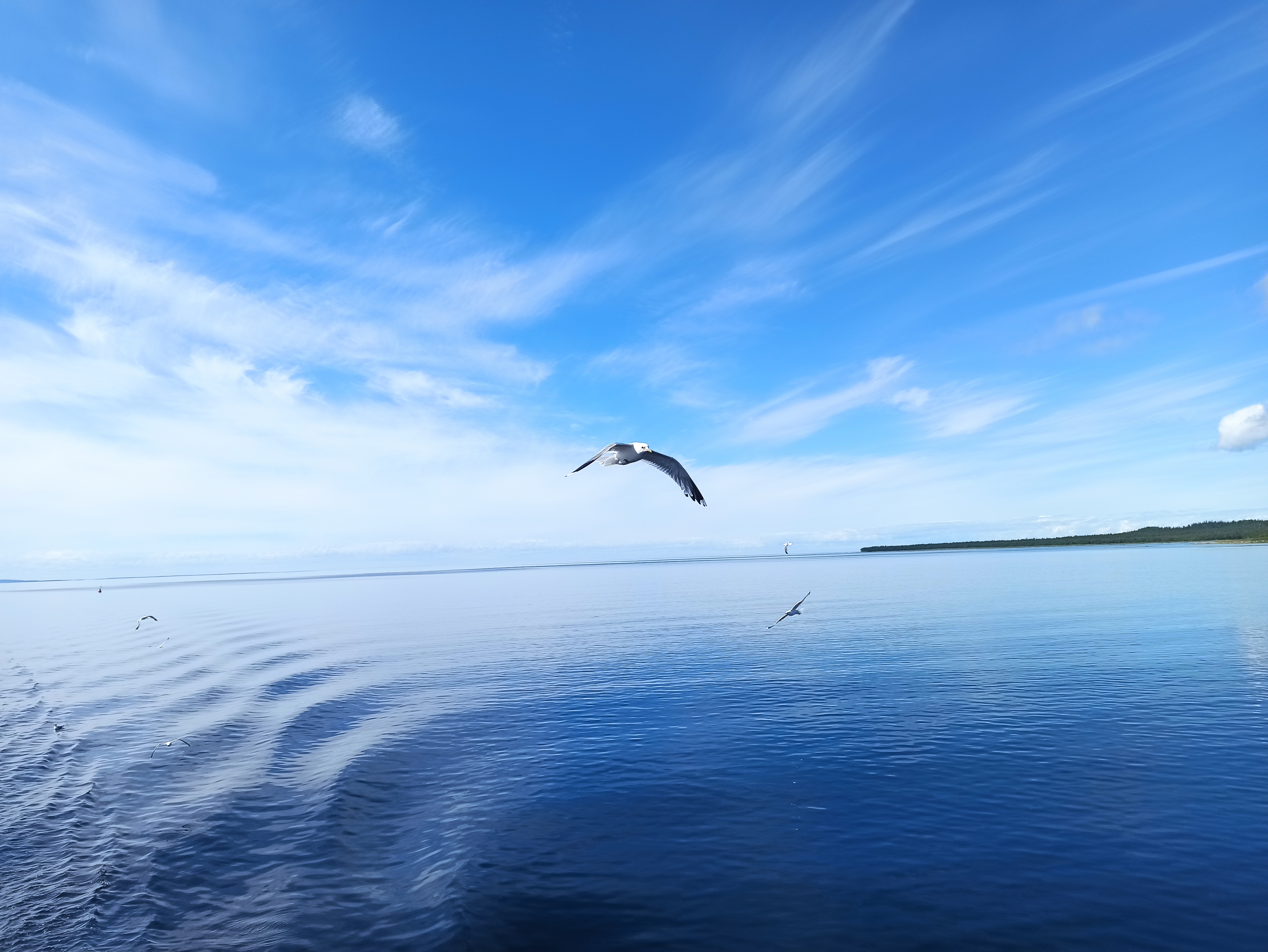 Free photo Seagulls flying over the sea
