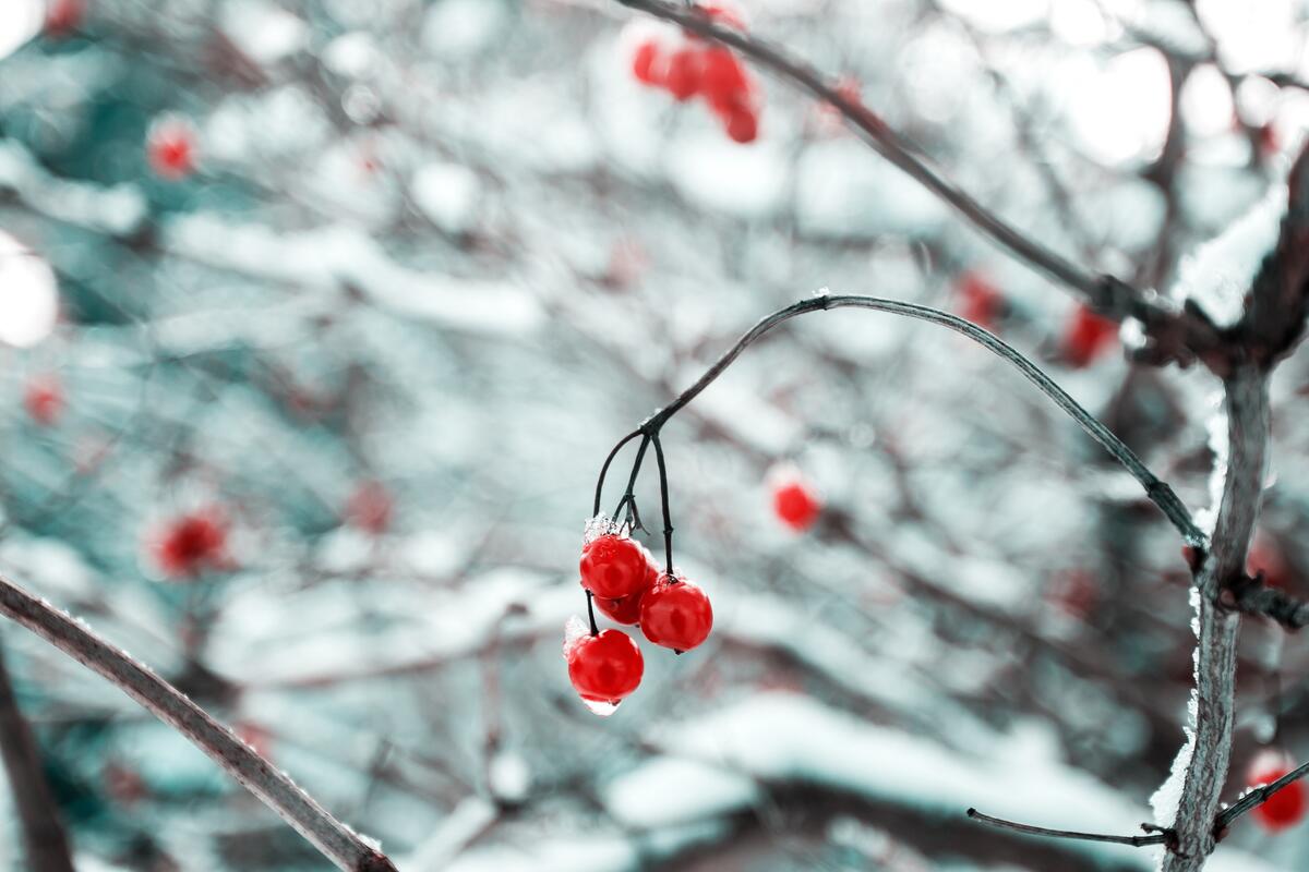 Красные ягодки на ветках покрытые снегом