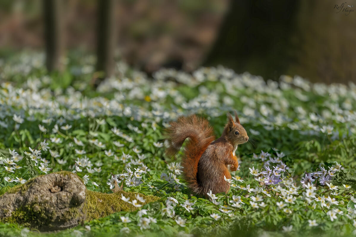 A little squirrel in the green grass among the white wildflowers