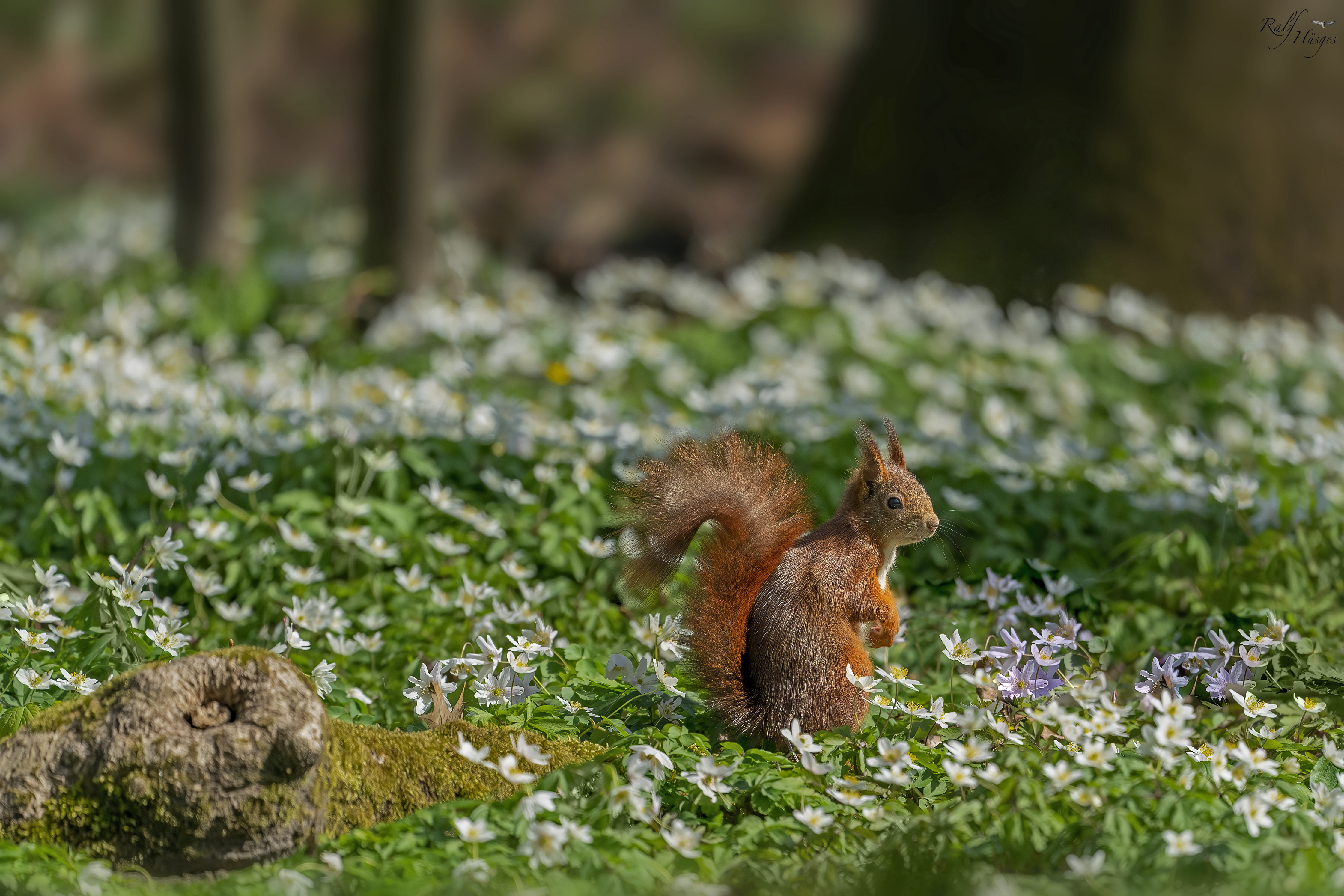 免费照片一只小松鼠在白色野花中的绿色草地上
