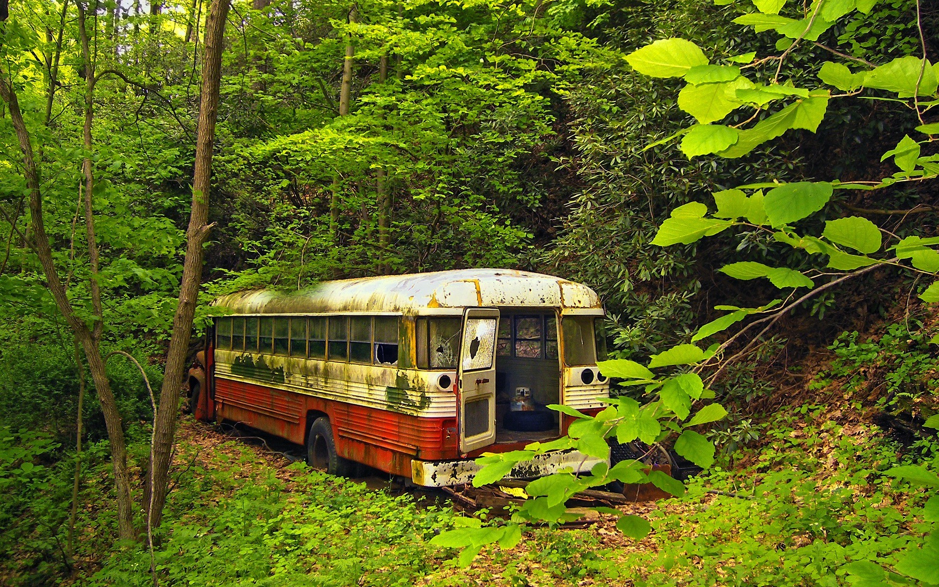 Обои заброшенный автобусы лес на рабочий стол