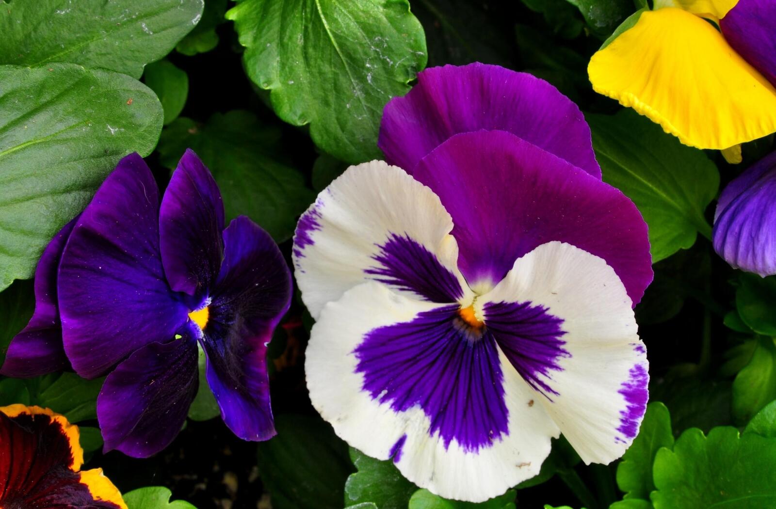 Free photo Pansy flower