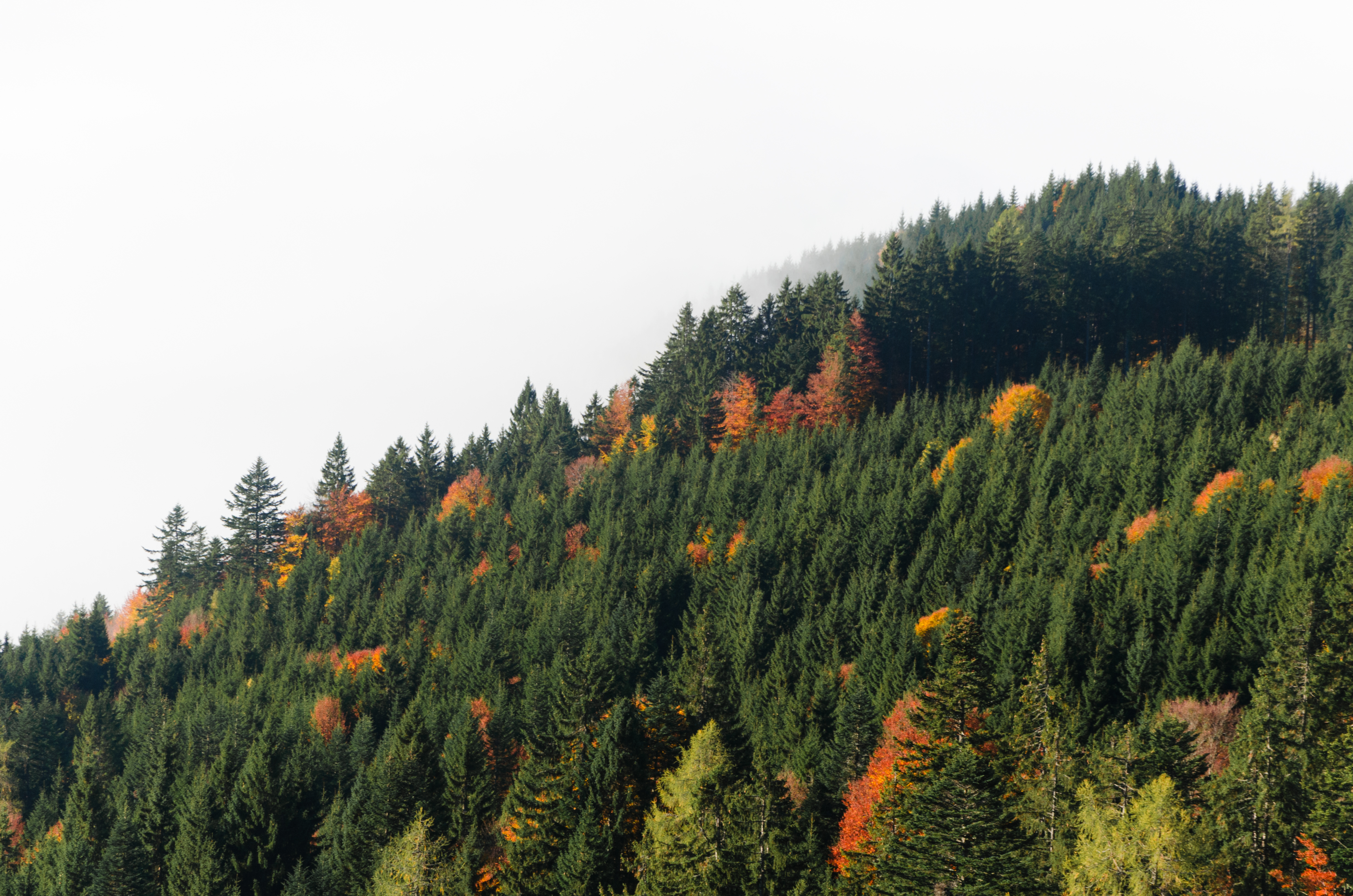 免费照片生长在山坡上的秋季混交林