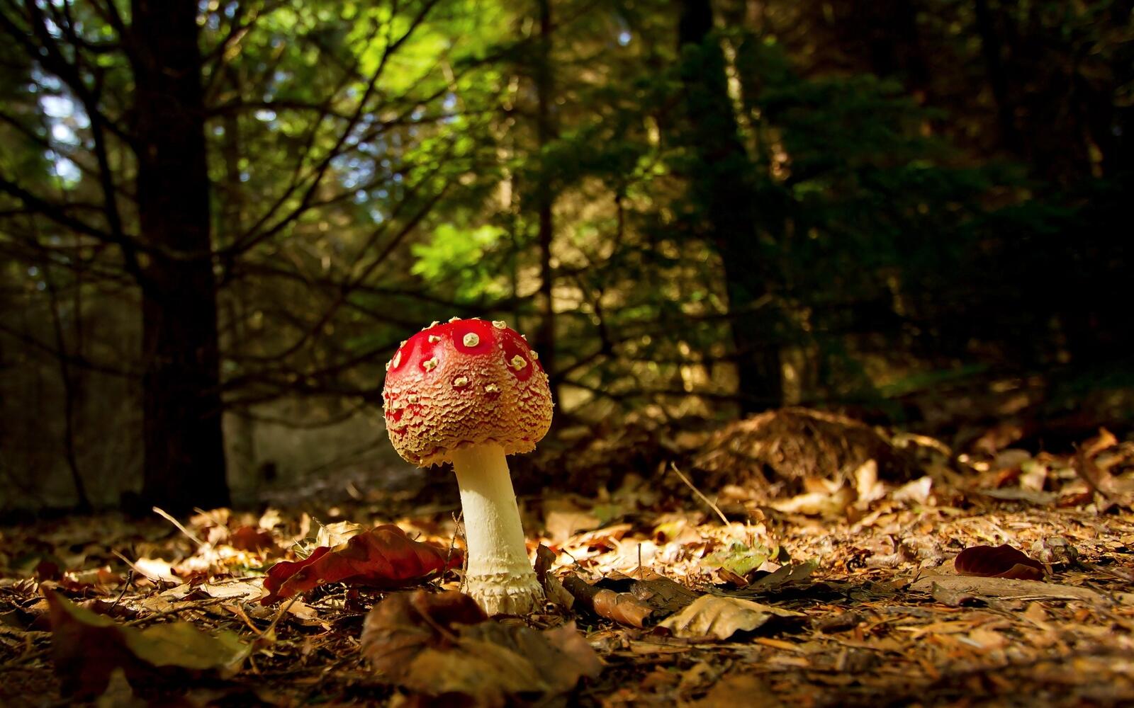 Free photo Young fly agaric mushroom